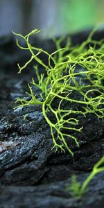 Grass,Macro,Wood,Tree,Bark,Humid,Wet