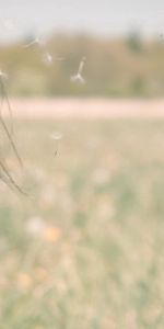 Grass,Miscellanea,Dandelion,Miscellaneous,Breath,Lips,Girl