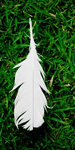 Grass,Miscellanea,Feather,Miscellaneous,Pen,Ease