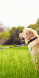 Herbe,Parc,Laisse,Flâner,Le Parc,Divers,Fille,Promenade,Chien,La Fille