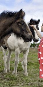 Grass,Miscellanea,Miscellaneous,Stroll,Pony,Child,Girl