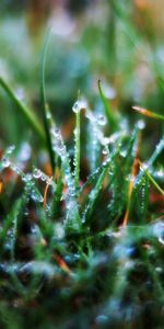 Herbe,Mouiller,Matin,Rosée,Humide,Drops,Macro