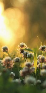 Grass,Morning,Macro,Light,Clover,Shine,Plants,Nature