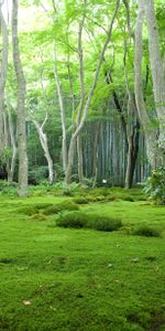 Grass,Moss,Glade,Polyana,Trees,Nature,Forest,House