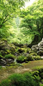 Mousse,Herbe,Noyaux,Arbres,Nature