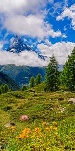 Herbe,Montagne,Retour Au Début,Épicéa,Les Collines,Collines,Nature,Sommet,Sapin