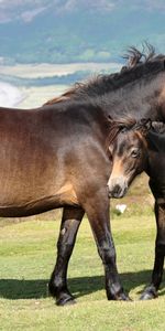 Herbe,Paire,Animaux,Coupler,Montagnes,Chevaux