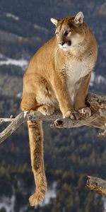 Grass,Mountains,Puma,Sit,Branches,Animals,Big Cat