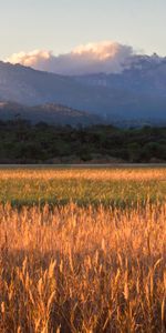 Árboles,Hierba,Montañas,Campo,Naturaleza,Paisaje