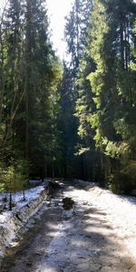 Grass,Mud,Dirt,Snow,Nature,Road,Forest