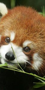 Panda Rouge,Herbe,Muselière,Animal,Petit Panda,Museau,Animaux