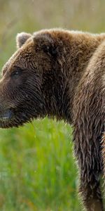 Grass,Muzzle,Bear,Animals,Wet