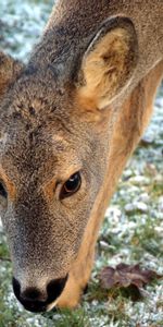 Grass,Muzzle,Hoarfrost,Roe Deer,Roe,Frost,Animals