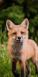 Grass,Muzzle,Opinion,Sight,Animals,Wildlife,Fox