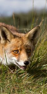 Grass,Muzzle,Opinion,Sight,Hunting,Hunt,Animals,Fox