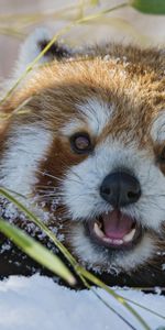 Grass,Muzzle,Red Panda,Little Panda,Small Panda,Animals