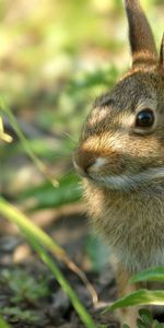 Grass,Muzzle,Shadow,Ears,Hare,Animals