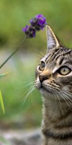 Grass,Muzzle,Sight,Opinion,Animals,Cat