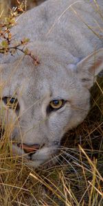 Grass,Muzzle,Sight,Opinion,Stroll,Hunting,Hunt,Anger,Animals,Big Cat,Lion