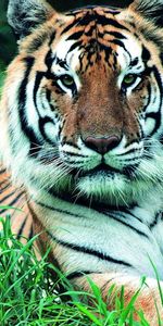 Grass,Muzzle,Stems,Tiger,Greens,Animals