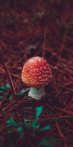 Grass,Nature,Fly Agaric,Autumn,Mushroom