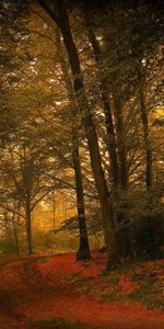 Nature,Herbe,Feuilles,Forêt,Automne