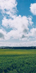 Horizonte,Naturaleza,Hierba,Campo