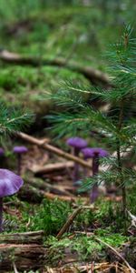 Herbe,Nature,Champignons,Planter,Plante