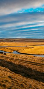 Grass,Nature,Pasture,Horses