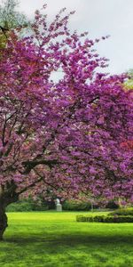 Grass,Nature,Trees,Summer,Flowering,Bloom