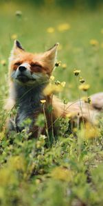 Grass,Nice,Sweetheart,Animals,Animal,Flowers,Fox