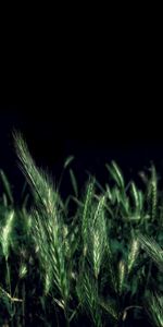 Grass,Night,Ears,Spikes,Nature,Field