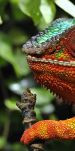 Caméléon,Opinion,Couleur,Vue,Herbe,Animaux