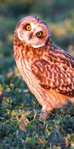 Grass,Opinion,Sight,Bird,Predator,Animals,Owl