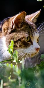 Vue,Flâner,Herbe,Opinion,Promenade,Animaux,Chat