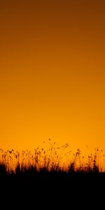 Grandes Lignes,Contours,Herbe,Crépuscule,Silhouette,Sombre