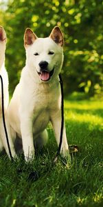 Animales,Pareja,Par,Perro,Akita Inu,Hierba