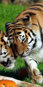 Grass,Pair,Animals,Couple,Care,Tigers