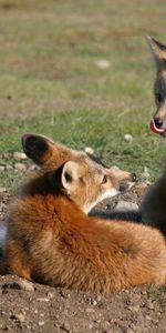 Grass,Pair,Lick Your Lips,Licking,Animals,Couple,Fox