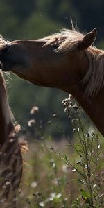 Grass,Pair,Shadow,Animals,Field,Care,Tenderness,Couple,Horses