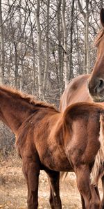 Grass,Pair,Stallion,Trees,Couple,Animals,Horse