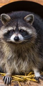 Grass,Pair,Striped,Raccoon,Animals,Beast,Couple