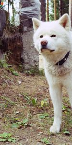 Grass,Path,Collar,To Stand,Stand,Dog,Animals