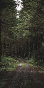 Grass,Path,Evening,Trees,Nature,Forest