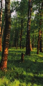 Gazon,Nature,Forêt,Ombres,Herbe,Pister,Arbres,Ombre,Silence,Piste,Chemin