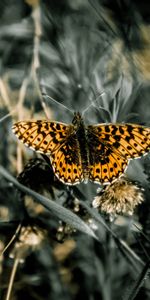 Grass,Patterns,Macro,Wings,Butterfly