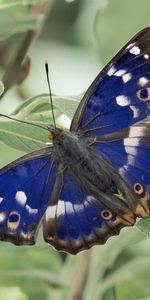 Grass,Patterns,Macro,Wings,Butterfly