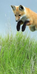 Grass,Paws,Animals,Bounce,Fox,Jump