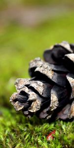 Grass,Pine,Macro,Needles,Moss,Cone,Bump