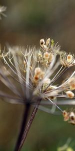 Planter,Macro,Forme,Herbe,Plante,Contexte,La Forme